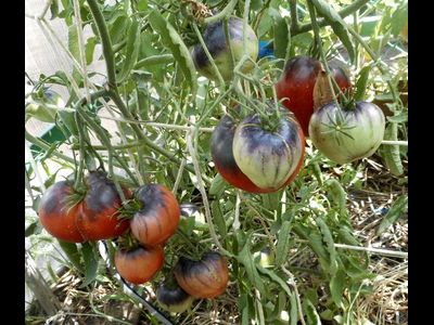 Томат Сержант Пеппер (Sgt Peppers ), США