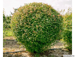 Топиар клён Гиннала в форме шара