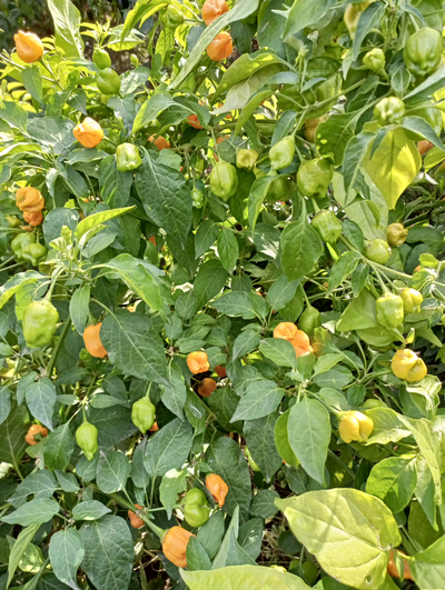 Перец острый Aji Mango