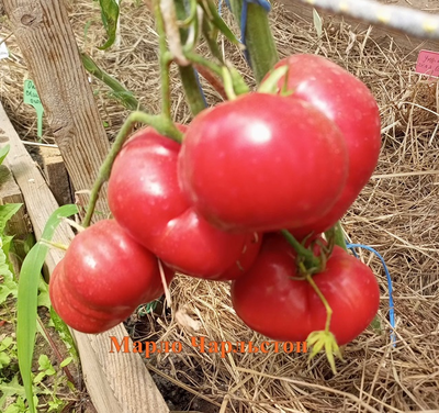 Томат Марло Чарльстон (Marlowe Charleston, Мэрлоу Чарльстон), США