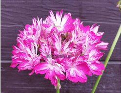 Пеларгония Ирида Триста Лет Екатеринбургу