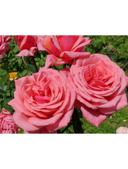 Бермуда (Bermuda)