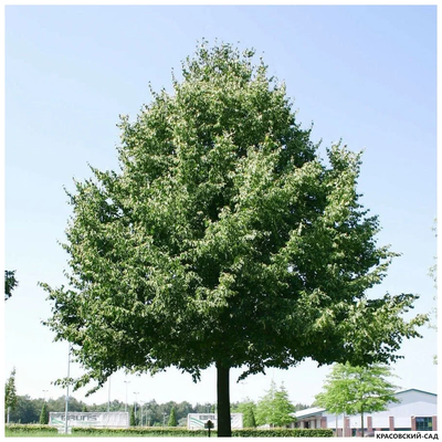 Липа европейская Палида - Pallida