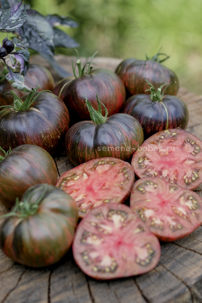 Томат Marsha's Starfighter Beefsteak (Бифштекс Марши), 10 шт