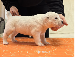 Сука 5. НЕМЕРИЯ. Продается