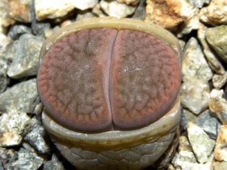 Lithops hookeri v.subfenestrata (syn.brunneoviolacea) C019 - 10 семян