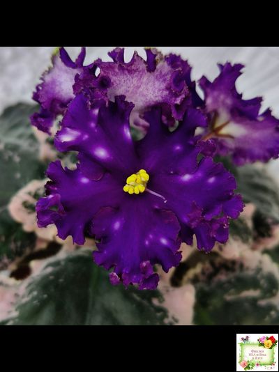 МТ-Моя Вселенная (М. Тотиева) 2023 г.