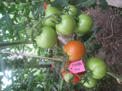 Томаты сорта "Румяна". Шикарные кисти ,  высокая урожайность, отличный вкус.