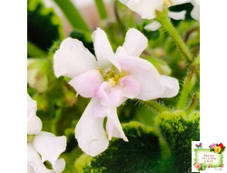 LV-Крапивка (Л. Шевелева) 2024 г. (лист посажен 15.09.25)