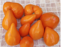 Томат Ночная свеча (Night Candle)