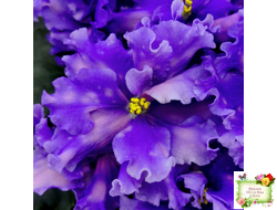 МТ-XXL Эльф (М. Тотиева) 2022 г.