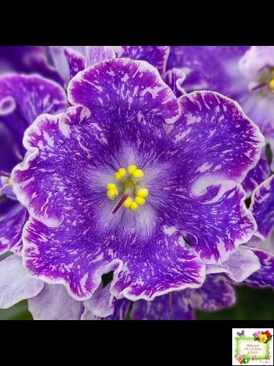 DS-Изюм (Dimetris) 2014 г.