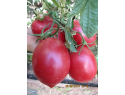 Томат Сызранская пипочка (условное)