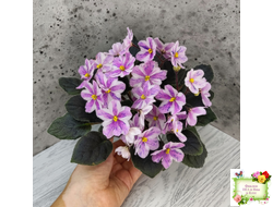 Ness` Spring Blush (D. Ness) химера (стартер сорт)