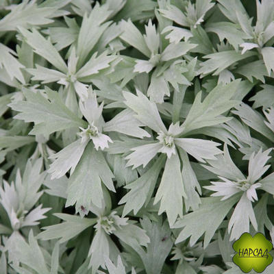 ПОЛЫНЬ ЛЮДОВИКА "VALERIE FINNES"