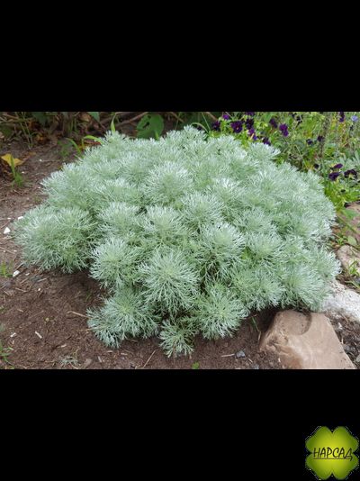 Полынь "НАНА ШМИДТА"