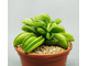 Peperomia Fire Sparks