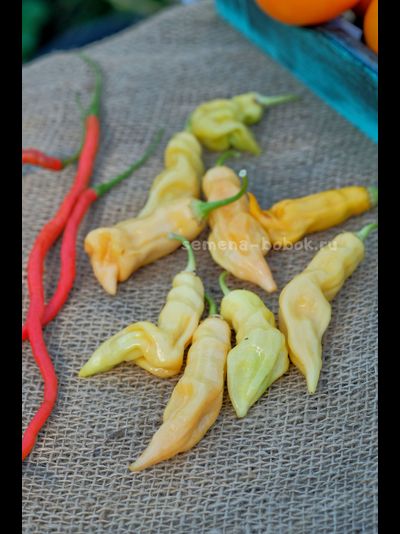 Перец острый Sugar Rush Peach (Шуга Раш Пич), 10 шт