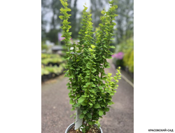 Барбарис Тунберга Erecta - фото в горшке - красовский-сад.рф