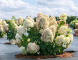 Саммер Лав гортензия метельчатая (Hydrangea paniculata `Summer Love`)