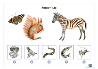 Животные, комбинированное наглядное пособие (СD-диск + 80 карточек)