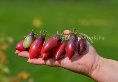 Томат Сливка-Гурман