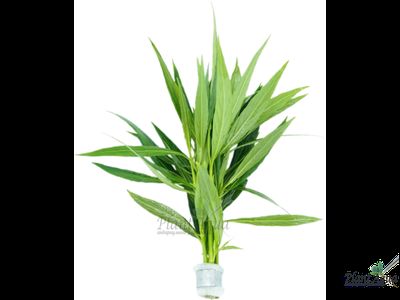 Гигрофила иволистная (ветка)