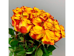 Солнце на востоке