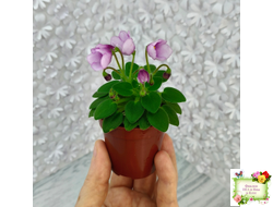 SimSim Tiny Bells (Alex Mayer) (детка)