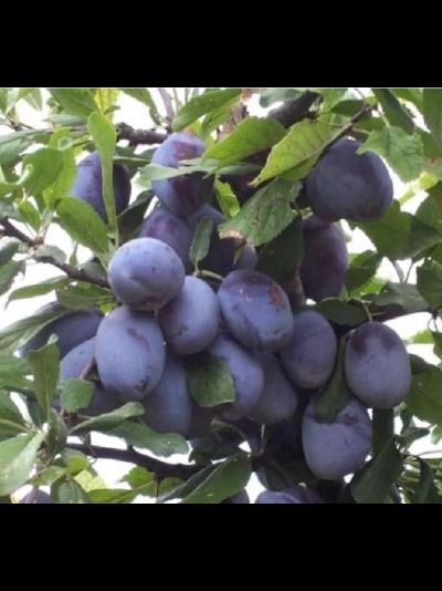 Яичная синяя (слива), 1 год, ЗКС