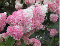 ВАНИЛА ФРАЙЗ В ГОРШКЕ 2 ЛИТРА