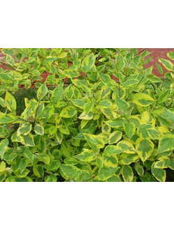 Дерен белый Spaethii