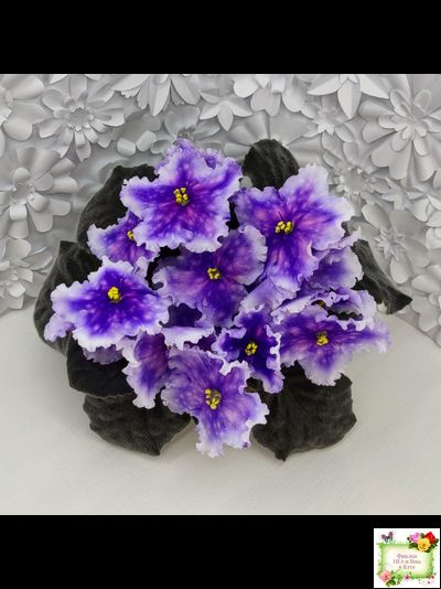 Dn-Огни Бродвея (Д. Денисенко) 2020 г.