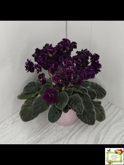 Mac&#039;s Black Uhuru (G. McDonald)