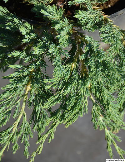 Можжевельник Юкон Белль - Yukon Belle