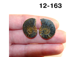 Аммонит окаменелый (симбирцитовый) № 12-163: пара 6,1г - 22*19*6мм