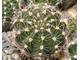 Echinopsis ‘Doris’ x ‘Bum 80-6’ Wessner (D=30mm, Н=50mm)