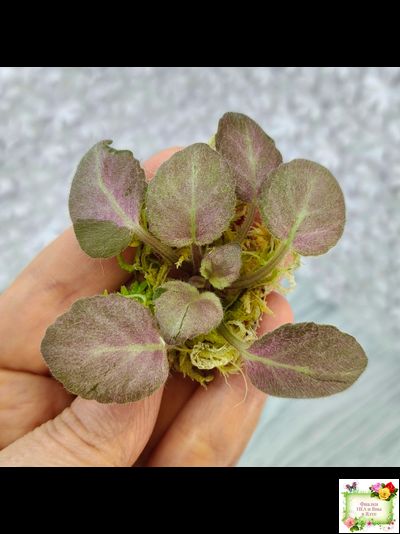 ОЗ-Viola-Tesoro (О. Завадська) листовая химера