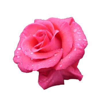 Розы Аква Розовые (до 60 см) Россия
