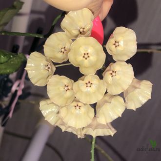 HOYA CYSTIANTHA