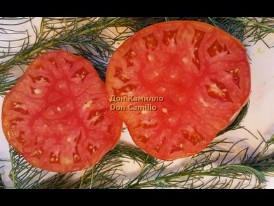 Томат Дон Камилло (Don Camillo)