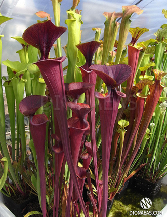 Sarracenia Flava var. Atropurpurea