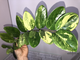 Замиокулькас вариегатный / Z. Short leaf variegated