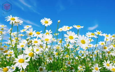 "Чашелистики ромашек" вайнер и каттеры