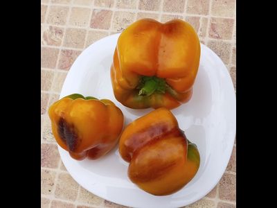 Перец сладкий Млечный путь (Milky Way)