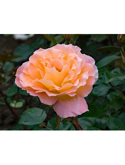 Роза флорибунда "Розмари харкнесс