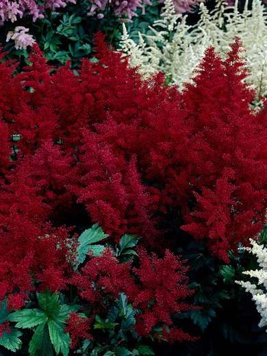 Астильба Монтгомери (Montgomery)