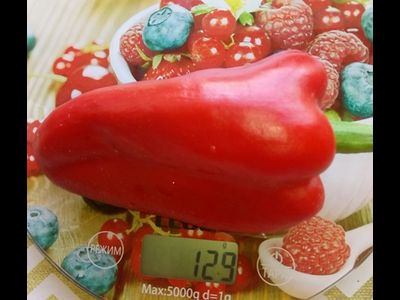 Перец сладкий Горос