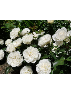 Бланк Меньяндекор (Blanc Meillandecor)