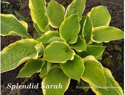 Хоста Splendid Sarah